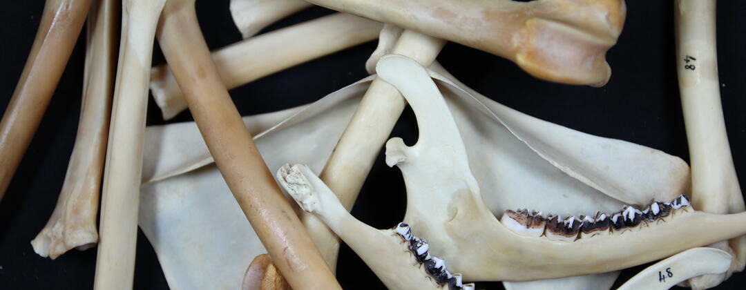 Animal Bone Reference Collection